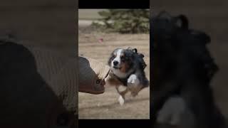 Australian Shepherd #launch #bitework #fun