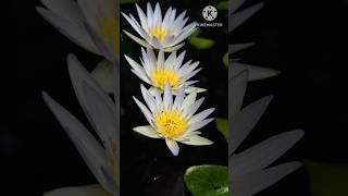 In Search of Lotus and Water Lilies  #gardenknowledgehub #gettingfreeplants