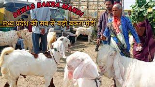 DEWAS BAKRA MANDI 14 NOVEMBER 2024 LIVE UPDATE