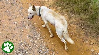 Abandoned dog asks woman to follow her and save her puppies