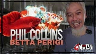 POKOKNYA BELI IKAN CUPANG DISINI PASTI JADI || PHIL COLLINS BETTA PERIGI