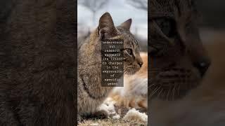 Whisker Wonders The Fascinating World of Feline LimbsAs we gaze into the eyes of our...