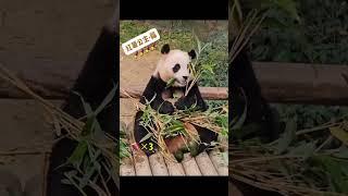 也就看了十几二十遍吧#大熊猫福宝 #福宝日常  #福宝 #我们的熊猫宝宝被很多人爱着 #被一口口喂大的熊猫