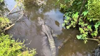 Gatorland USA Trip