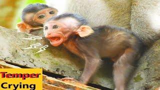 Baby Monkey C.rying L0udly And Run Don't Want to Stay in This Wild troop Monkey After Owner Release