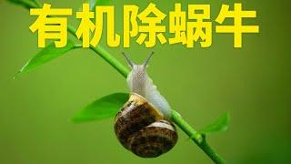 蜗牛危害一招解决，花园菜园环保有机无残留，茶麸茶籽粉除蜗牛