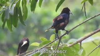 Chesnut headed oropendola