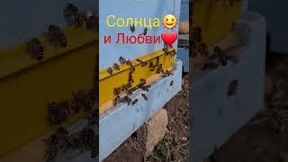 Настроение  #жизнь #здоровье #успехвместе #пчёлы #пасека #жизньвдеревне #пчеловодствоснуля #bees