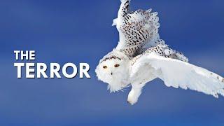 Snowy Owls Build Nests Out Of Lemming Corpses