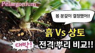 #pelargonium  #제라늄뿌리 비교 / (산/밭)흙 Vs 상토 이용시 뿌리비교 들어 갑니다.