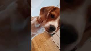 Beagle Welpe mit 16Wochen