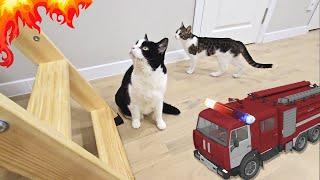 There's a Fire in the Attic!! Will the Cats Help?