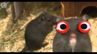 HELLO! COUNTDOWN Timer CHANNEL Mandy Mathy - funny mouse - sound effect + voice HD 4k