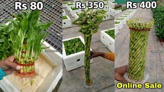 Buy Lucky Bamboo Plant At Lowest Price All Over India || Online Sale Of Lucky Bamboo ||