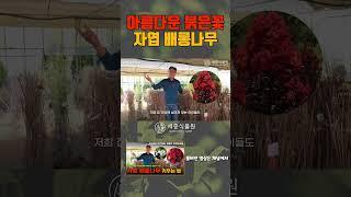 붉은색 꽃이 아름다운 자엽 배롱나무 #배롱나무 #백일홍 #목백일홍 #정원 #정원가꾸기 #가드닝 #세종식물원