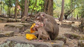 51-Day Old Baby Monkey LilyAdorable Activities Lily Try To Eat Mango With Libby