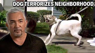 This Aggressive Dog Biting Leads To Stitches | Cesar 911 Season 3, Ep. 4 - Part 2