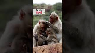 Family Time... | Bonnet Macaque Monkeys