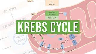 The Krebs Cycle | Molecular and Cell Biology