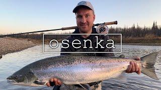 Эпичная рыбалка. Смотреть до конца. Ловля сёмги осенью. Fly fishing for Atlantic salmon in autumn.