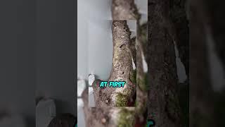 Reptile Hiding In PLAIN Sight 