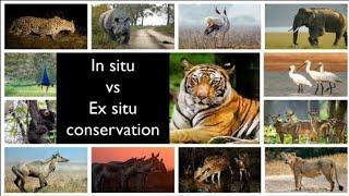 In Situ vs Ex Situ Conservation | Environmental Geography | Bio Geography | Biodiversity | Geography