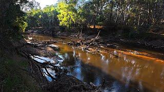 I Kept My Bag Limit  Murray Cod Lure Fishing