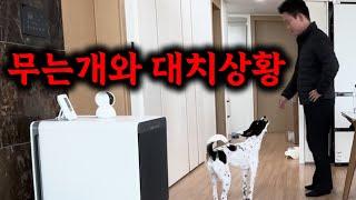 “초인종만 울리면 미쳐요…” 입질하는 강아지, 이렇게 잡습니다 | 강아지 문제 행동교정 | 댕쪽이상담소