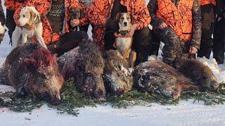 Villisian metsästys - Wildboar hunting in Finland