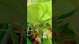 French beans 🫛🫘. grow on my terrace garden.#garden #viral #shortsvideo # motivational