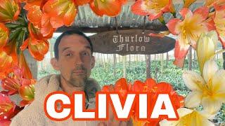 You Won't Believe the Beauty of Clivias at Thurlow Farm