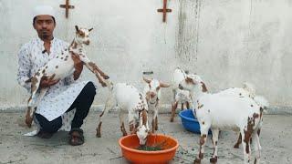 Quality Barbari kids at Anas goat farm Aurangabad Maharashtra