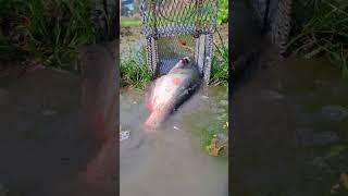 Amazing Fishing Video. #fishing #viralvideoシ #fishtrap #viralfishing