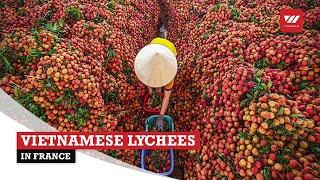 Vietnamese lychees in France | VTV World