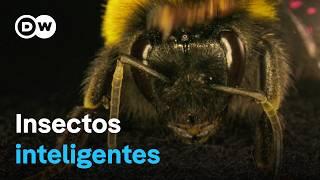 La asombrosa inteligencia de los abejorros, las avispas y otros insectos | DW Documental