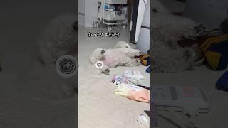 요즘같은 강추위에 산책한 강아지의 반응? #bichonfrise #비숑프리제 #강아지 #반려견 #bichon #cute