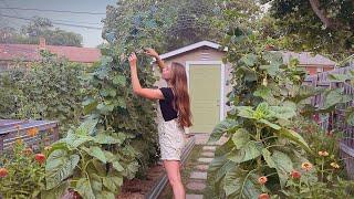 Poppies, Paprika, & Preparing For The Fall Garden  - Spend A Few Days With Me Gardening & Preserving