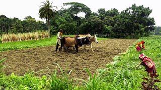 যশোরের কৃষিপ্রধান ধান্যপুরা গ্রাম || A Beautiful Agrobased Village in Bangladesh