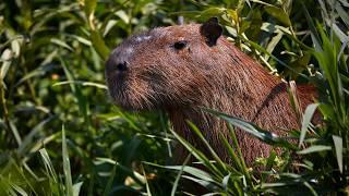 10 Hours Of Capybaras And Relaxing Music - Ambience - Meditation - Stress Relief