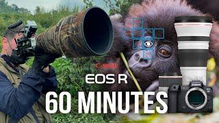 One Hour With Gorillas - The Insane Focus Accuracy of the Canon R System