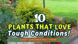 TOP 10 Plants that LOVE Tough Conditions!  // Gardening Ideas