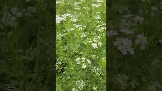 Organic Coriander Farming | Coriander farming! March 2024