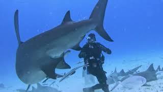 Shark Blows a Chunk of Fish Through its Gill!