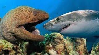 Most Satisfying Moray Eel fighting Shark Video - Amazing Battle Under Seabed With Beautiful Natural