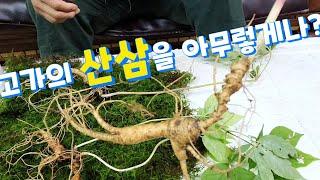 좋은 산삼(산양삼)  고르는 요령