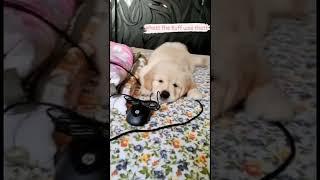 @Coco my Golden Retriever and my son ️️️ #goldenretriever #coco #puppy #funny #cute #family