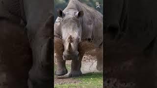 Ultimate Rhino Showdown! 