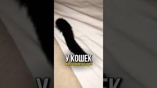 А вы знали что у кота может отвалиться хвост?