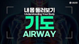 Airway [Understanding Your Body]