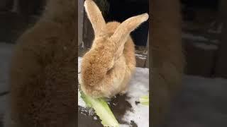 Wake Up Wild with Peak Wildlife Park - Episode 19